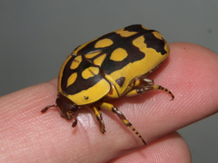 Pachnoda maculipennis