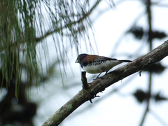 Spermestes bicolor nigriceps