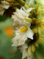 Solanum chrysotrichum