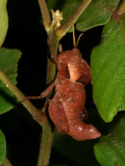 Lobosceliana loboscelis