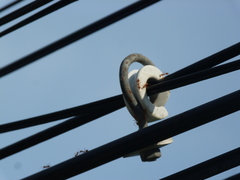 Oecophylla smaragdina