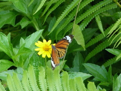 Danaus genutia