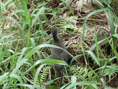 Amaurornis phoenicurus