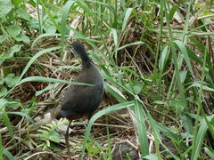 Amaurornis phoenicurus