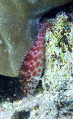 Cirrhitichthys oxycephalus