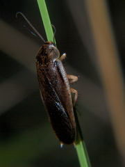 Pseudocalolampra
