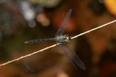 Agrionoptera longitudinalis biserialis