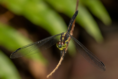 Agrionoptera longitudinalis biserialis