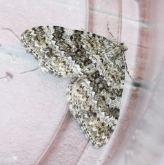 Entephria caesiata