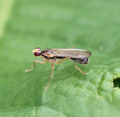Norellisoma alpestre