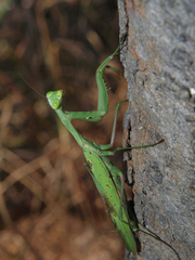Paramantis nyassana