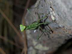 Paramantis nyassana