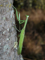 Paramantis nyassana