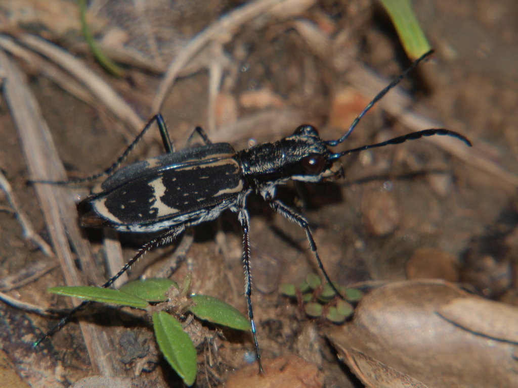 Elliptica