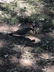 Colaptes melanochloros