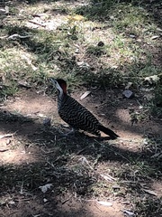 Colaptes melanochloros