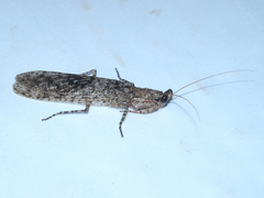 Tarachodes sanctus