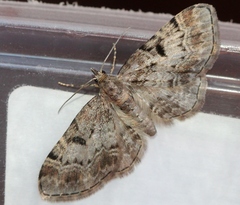 Eupithecia abietaria
