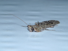 Tarachodes sanctus