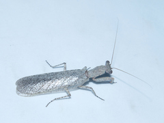 Tarachodes sanctus