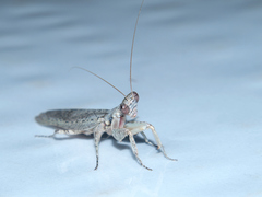 Tarachodes sanctus