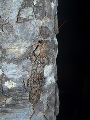 Tarachodes sanctus