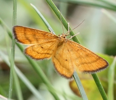 Idaea flaveolaria