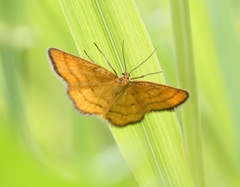 Idaea flaveolaria