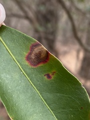 Diaporthe kalmiae