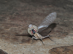 Tarachodes sanctus