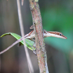 Anolis inexpectatus