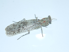 Tarachodes sanctus