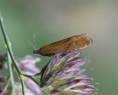 Lathronympha strigana
