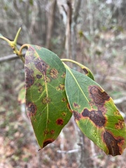 Diaporthe kalmiae