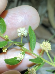 Acacia hispidula