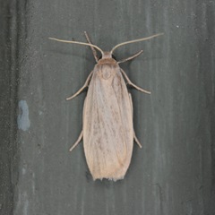 Crambidia lithosioides