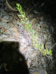 Acacia hispidula