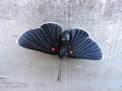 Melanis acroleuca acroleuca