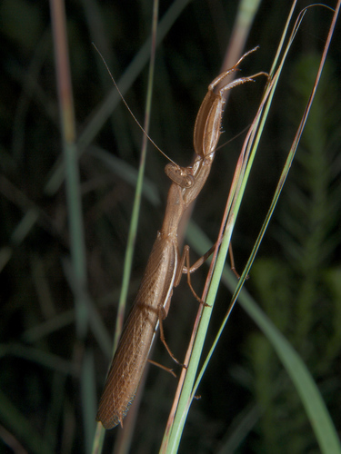 Macracanthopus