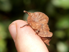 Lobosceliana loboscelis