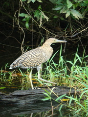 Tigrisoma