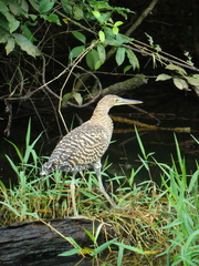 Tigrisoma