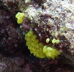 Perophora modificata