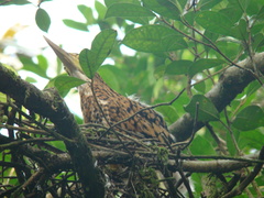 Tigrisoma