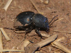 Ocnodes scrobicollis
