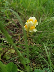 Linaria acutiloba