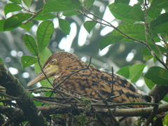 Tigrisoma