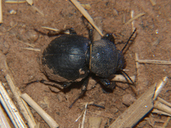 Ocnodes scrobicollis