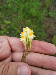 Linaria acutiloba