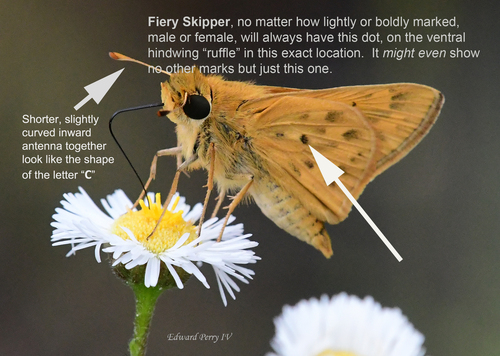 Fiery Skipper, photo 3 of 8